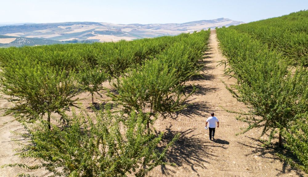 Spanish sweets are born in the Sierra de Cádiz